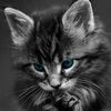 my_cao my_cao